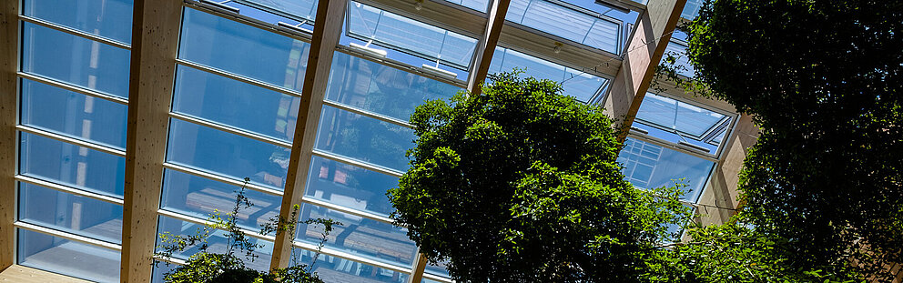 Atrium mit Glasdach und grünen Bäumen Innenansicht eines modernen Atriums mit Glasdach, Holzstruktur und üppigen grünen Bäumen bei blauem Himmel