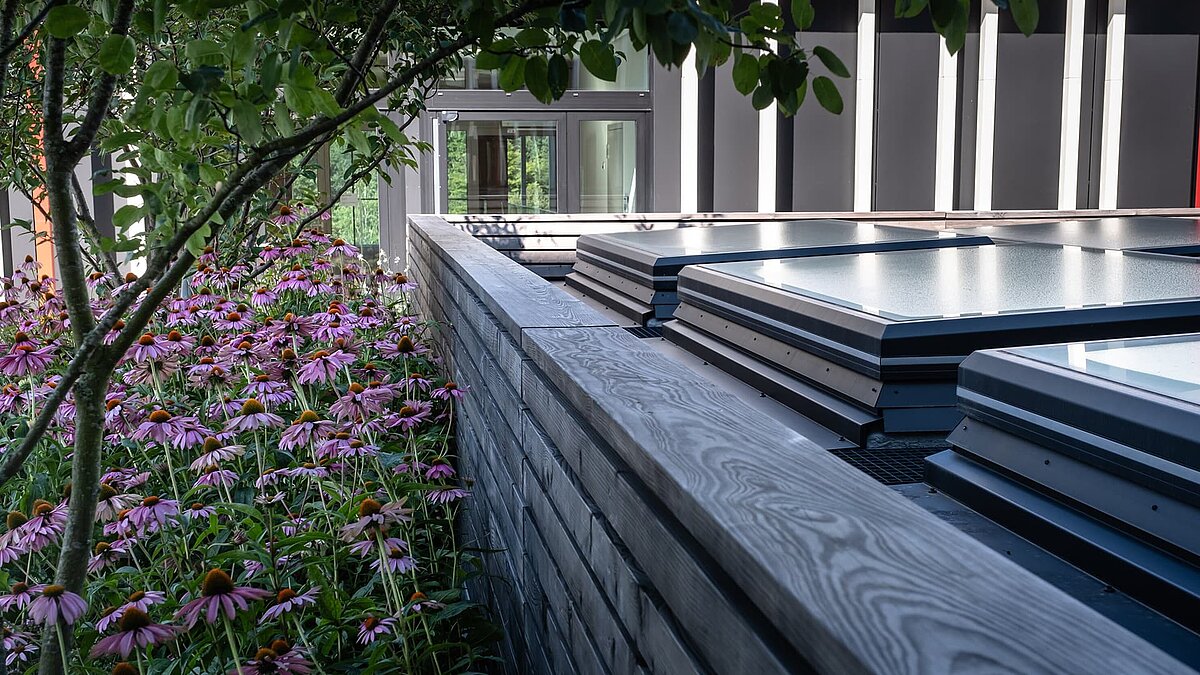 Glasdächer auf einem begrünten Flachdach mit Bäumen und lila blühenden Pflanzen im Vordergrund