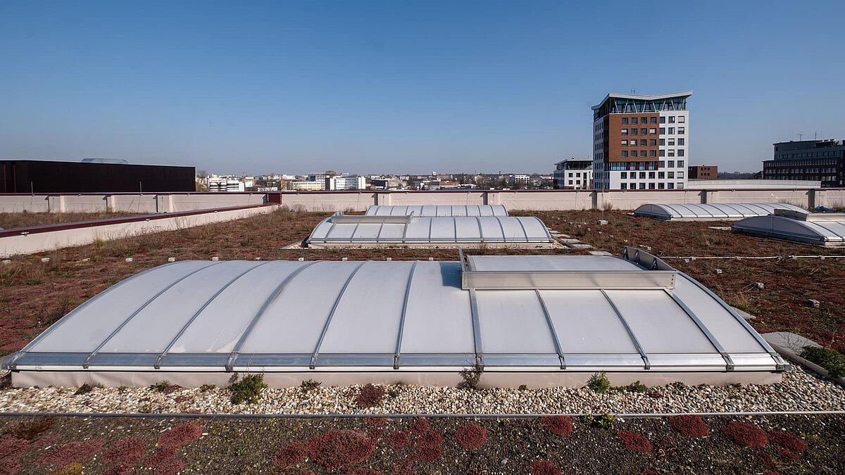 Begrüntes Flachdach des Opernfundus der Hamburgischen Staatsoper mit gebogenen Lichtbändern und einem Flachdach-Ausstieg, im Hintergrund moderne Gebäude.